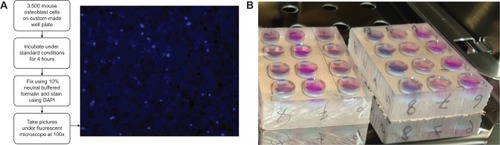 Figure 3 Cell culture protocols for cell adhesion tests on PMMA, including (A) a DAPI-stained image showing osteocyte nuclei and (B) a custom-made well plate for culturing cells on PMMA cements.Abbreviations: DAPI, 4′,6-diamidino-2-phenylindole; PMMA, poly(methyl methacrylate).