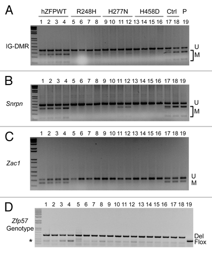 Figure 3. COBRA analysis indicates that wild-type but not mutant human ZFP57 can substitute for endogenous mouse ZFP57 in maintaining DNA methylation imprint at three imprinted regions in mouse ES cells. The mouse ES cell system we constructed before was used to drive expression of wild-type or mutant human ZFP57–3XFLAG proteins in the Zfp57-null mouse ES cells.Citation11 Exogenous human ZFP57–3XFLAG protein was constitutively expressed from an integrated transgene at the hprt locus after Cre recombinase-mediated recombination.Citation11 Simultaneously, expression of the endogenous mouse ZFP57 was turned off after excision of both floxed alleles of the mouse Zfp57 gene. Genomic DNA was isolated from these ES clones grown on gelatin-coated plates before being subjected to COBRA. Lanes 1–4, four independent Zfp57-null mouse ES clones expressing the wild-type human ZFP57–3XFLAG protein (hZFPWT). Lanes 5–8, four independent Zfp57-null mouse ES clones expressing the R248H mutant human ZFP57–3XFLAG protein. Lanes 9–12, four independent Zfp57-null mouse ES clones expressing the H277N mutant human ZFP57–3XFLAG protein. Lanes 13–16, four independent Zfp57-null mouse ES clones expressing the H458D mutant human ZFP57–3XFLAG protein. Lanes 17–18, two independent control (Ctrl) Zfp57-null mouse ES clones expressing mouse ZFP57 tagged with a Myc epitope and six histidines at the C-terminal end. Lane 19, parental (P) mouse ES cells with two floxed alleles of Zfp57. U, unmethylated bisulphite PCR product after restriction enzyme digestion. M, methylated bisulphite PCR product after restriction enzyme digestion. (A) COBRA analysis of the IG-DMR region at the Dlk1-Dio3 imprinted domain with TaqI digestion. (B) COBRA analysis of the Snrpn imprinted region with HhaI digestion. (C) COBRA analysis of the Zac1 imprinted region with TaqI digestion. (D) PCR genotyping of the endogenous mouse Zfp57 alleles in the ES clones.Citation8 Flox, the floxed allele of Zfp57 with two LoxP sites flanking two exons of Zfp57.Citation8 As expected, parental cells in Lane 19 contain two floxed alleles. One ES clone expressing R248H mutant human ZFP57 in Lane 5 also has some ES cells containing a floxed allele of mouse Zfp57. Del, the deleted allele of Zfp57 after Cre recombinase-mediated excision of the floxed allele of Zfp57.Citation8 Asterisk (*), the wild-type allele of mouse Zfp57. It appears that a small fraction of the cells were the feeder cells carried over with the ES cells when the ES clones were plated on gelatin-coated plates for genomic DNA preparation.
