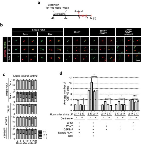 Figure 4. Centriole numbers throughout the cell cycle in the triple KO cells (a) Timeline for preparation of synchronous interphase cells. Cells were treated with doxycycline for 24 h to induce ectopic PLK4 expression, washed out and cultured for another 24 h. After the mitotic shake-off, the cells were cultured for up to 24 h. (b) The PLK4-overexpressing and KO cells were subjected to coimmunostaining analysis with the CETN2 (green) and CEP152 (red) antibodies. Scale bar, 2 μm. (c) The number of CETN2 dots were counted at indicated time points. (d) After the mitotic shake-off, the PLK4-overexpressing and KO cells were cultured in the presence of centrinone for 2 h and 17 h, and immunostained with the CETN2 antibody. The number of CETN2 dots per cell were counted. (c, d) Greater than 30 cells per group were analyzed in three independent experiments. Values are means and SEM. The statistical significance was analyzed using t-test between the indicated groups (n.s., not significant; *, P < 0.05)