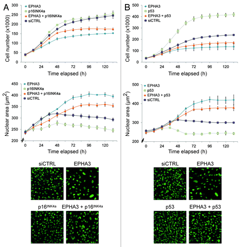 Figure 4. Loss of EPHA3 confers p16INK4A- and p53-dependent senescence. Live cell analysis of (A) EPHA3 plus p16INK4a siRNA-treated and (B) EPHA3 plus p53 siRNA-treated hTERT-RPE1 cells. The average nuclear area off all cells per image is shown. Representative 20x images from each condition are shown in the lower panels.