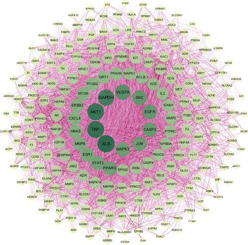 Figure 4 The PPI network was constructed using the common targets to predict core target proteins of ZGJTSXF.The color and thickness of the configuration edge follow the combine_score to continuously change, and finally the target genes were laid out into six concentric circles according to the node degree. The degree of the target gene node is between 21–32; the degree of the node in the fourth layer is between 33 and 40; the degree of the node in the third layer is between 41 and 60; the degree of the node in the second layer is between 60 and 100; and the degree of the node in the innermost layer is between 33 and 40. The larger the value of the parameter Degree in the figure, the larger the shape of the corresponding node and the darker the color.