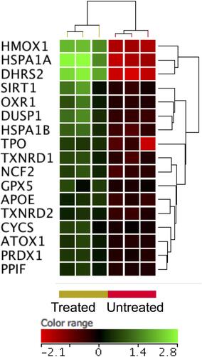 Figure 5 Expression profile of oxidative stress responsive gene. Hierarchical cluster analysis with heatmap presentation was done on oxidative stress responsive gene (FC ≥1.5 with p≤0.05 and corrected p≤0.1) in ZnO NPs treated DLBCL cells versus untreated DLBCL cells. The color range represents the normalized signal value of probes (log2 transformation and 75 percentile shift normalization).
