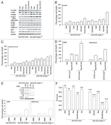 Figure 4 Inhibition of mTOR, PI3K and MEK1/2 signaling using clinically relevant small molecule kinase inhibitors enhances Ad.5/3-mda-7 lethality. (A) A498 cells were infected with empty adenovirus vector (Ad.5/3-cmv) or an adenovirus vector expressing MDA-7/IL-24 (Ad.5/3-mda-7) and 24 h after infection treated with vehicle (DMSO), PD184352 + PX866 (PD + P X, 1 µM + 100 nM), Rapamycin (Rap, 100 nM) or all three drugs combined. Six hours after drug treatment, cells were isolated and the phosphorylation/expression of the indicated proteins was determined by immunoblotting (a representative blot from 3 studies is shown). (B) A498 cells were infected with empty adenovirus vector (Ad.5/3-cmv) or an adenovirus vector expressing MDA-7/IL-24 (Ad.5/3-mda-7) and 24 h after infection treated with vehicle (DMSO), PD184352 + PX866 (PD + PX, 1 µM + 100 nM), Rapamycin (Rap, 100 nM) or all three drugs combined. Forty eight hours after infection cells were isolated and cell viability was determined by trypan blue exclusion assay (± SEM, n = 3). (C) UOK121LN cells were infected with empty adenovirus vector (Ad.5/3-cmv) or an adenovirus vector expressing MDA-7/IL-24 (Ad.5/3-mda-7) and 24 h after infection treated with vehicle (DMSO), PD184352 (1 µM), PX-866 (100 nM), Rapamycin (Rap, 100 nM); PI-103 (1 µM); or drugs combined as indicated. Forty eight hours after infection cells were isolated and cell viability was determined by trypan blue exclusion assay (± SE M, n = 3). (D) A498 and UOK121LN cells were infected with empty adenovirus vector (Ad.5/3-cmv) or an adenovirus vector expressing MDA-7/IL-24 (Ad.5/3-mda-7) and 24 h after infection treated with vehicle (DMSO), PD184352 (1 µM), PX-866 (100 nM), Rapamycin (Rap, 100 nM); or drugs combined as indicated. Forty eight hour after infection cells were isolated and cell viability was determined by trypan blue exclusion assay (± SE M, n = 3). (E) A498 and UOK121LN cells were infected with empty adenovirus vector (Ad.5/3-cmv) or an adenovirus expressing MDA-7/IL-24 (Ad.5/3-mda-7) and 24 h after infection treated with vehicle (DMSO) or sorafenib (3 µM). Forty eight hours after infection cells were isolated and cell viability was determined by trypan blue exclusion assay (± SE M, n = 3). Upper Inset: Immunoblots of cells isolated 24 h after addition of sorafenib to virus infected cells (n = 2). (F) A498 and UOK121LN cells were infected with empty adenovirus vector (Ad.5/3-cmv) or an adenovirus expressing MDA-7/IL-24 (Ad.5/3-mda-7) and 12 h after infection treated with vehicle (DMSO) or PD184352 (1 µM), PX-866 (100 nM), Rapamycin (Rap, 100 nM); or drugs combined as indicated or sorafenib (3 µM). Forty eight hours after infection cells were washed free of drugs and colonies permitted to form for 10–14 days (± SE M, n = 3).
