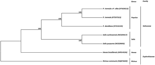 Figure 1. Phylogenetic tree based on seven complete mitochondrial genome sequences from the Salicaceae and Euphorbiaceae families. The tree was constructed using UPGMA method and bootstrap support values (%) from 1000 replicates are shown above branches. GenBank accession numbers: Populus davidiana (KY216145), Populus tremula (KT337313), Populus tremula x Populus alba (KT429213), Salix suchowensis (NC029317), Salix purpurea (NC029693), Hevea brasiliensis (AP014526), Ricinus communis (HQ874649).