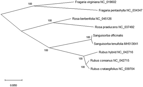 Figure 1. The phylogenetic tree based on the plant species complete cp DNA sequences using the Maximum-Likelihood (ML) method. Numbers on the nodes are bootstrap values from 5,000 replicates for each branch.