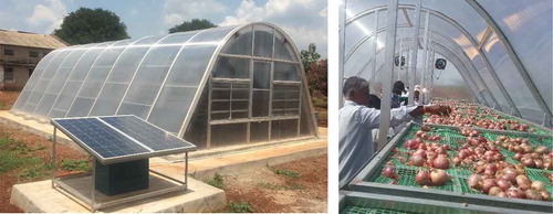Figure 2. Greenhouse solar dryer in farmers’ field in Vijayapura district (both outside and inside views—with onion crop).