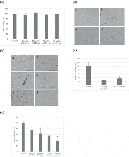 Figure 2. Effects of the EtOH ext. and the scCO2 ext. of Kuji amber against B16 mouse melanoma cells.(a) Cytotoxicity of the EtOH ext. and the scCO2 ext. of Kuji amber against B16 mouse melanoma cells. (b) Microscopic observation of melanin production in B16 mouse melanoma cells treated by the EtOH ext. and the scCO2 ext. of Kuji amber. a) Without IBMX stimulation, b) with 100 µM IBMX, c) with 100 µM IBMX+ the EtOH ext. of Kuji amber (1 µg/mL), d) with 100 µM IBMX+ the EtOH ext. of Kuji amber (10 µg/mL), e) with 100 µM IBMX+ the scCO2 ext. of Kuji amber (1 µg/mL), f) with 100 µM IBMX+ scCO2 ext. of Kuji amber (10 µg/mL). Scale bar = 50 µm. (c) Quantification of melanin production in B16 mouse melanoma cells by the EtOH ext. and the scCO2 ext. of Kuji amber. * p < 0.05 (significant difference compared to the control). (d) Microscopic observation of melanin production in B16 mouse melanoma cells by the scCO2 ext. of Kuji amber and β- arbutin. a) Without IBMX stimulation, b) with 100 µM IBMX, c) with 100 µM IBMX+ the scCO2 ext. of Kuji amber (10 µg/mL), d) with 100 µM IBMX+ β-arbutin (25 µM). Scale bar = 50 µm. (e) Quantification of melanin production in B16 mouse melanoma cells by the scCO2 ext. of Kuji amber and β-arbutin. * p < 0.05 (significant difference compared to the control).