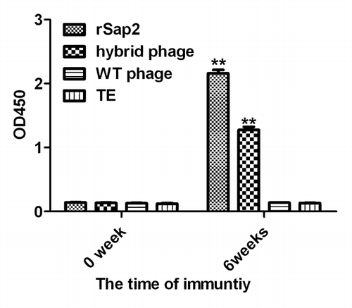 Figure 3. IgG determination by ELISA. Serum IgG responses in mice vaccinated with hybrid, rSap2, WT phage on weeks 0 and 6. Sera were collected on 1 d prior to each immunization, and tested by ELISA using rSap2. The titer was given as the reciprocal of the highest dilution with an OD450 that was 2.5-fold greater than the OD of TE treated mouse sera at the same dilution.