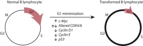 Figure 5. A model for G1 phase minimisation during B lymphocyte transformation. Healthy B lymphocytes cycle as normally, where total division times may vary slightly but each G1 and S/G2/M phases can be scaled against each other according to the stretched cell cycle model. During oncogenic transformation, deregulation of G1 restriction point targets, such as increased myc, altered CDK4/6 levels, decrease cyclin D1 or p53 null mutations results in a minimisation of G1 time and variation, with most of the variation occurring at S/G2/M.