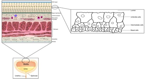 Figure 1 Structure of the urinary bladder wall and urothelium.