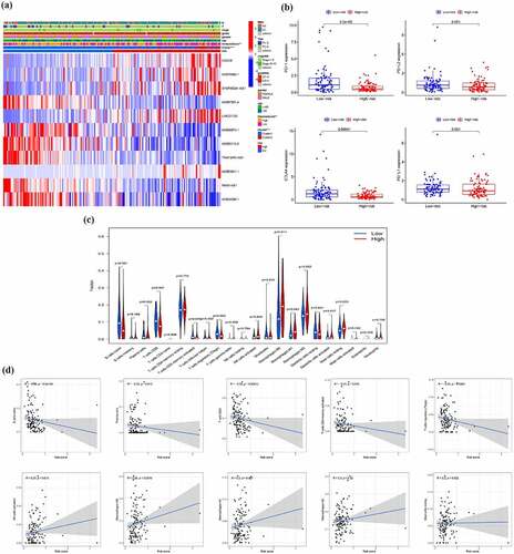 Figure 10. Different immune status and tumor environment between high-risk and low risk groups. (a) A heatmap showing expression of EMT-related lncRNAs and distribution of main clinicopathological characteristic in high-risk and low risk groups (b) Expression level of four immune checkpoints in high-risk and low risk groups (c) Immune cells infiltration in high-risk and low risk groups (d) Correlation between immune cells and risk score