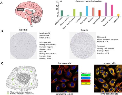 Figure 3 The MTHFD2 expression analysis. (A) Brain mRNA expression. (B) Representative immunohistochemical images of MTHFD2 in normal and LGG tissues. (C) Subcellular location of MTHFD2 protein in human and mouse cancer cells.