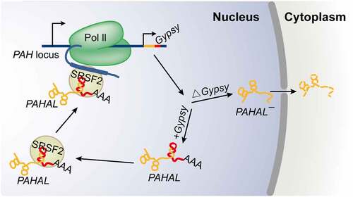 Figure 7. Working model for the embedded Gypsy element-mediated lncRNA transcriptional regulation. The Gypsy element embedded in PAHAL is required for the nuclear retention and RNA stability of PAHAL. Instead, the lncRNA without the element, i.e. PAHAL¯, is exported to the cytoplasm for decay. The embedded Gypsy element boosts the recruitment of SRSF2 to form an RNA-protein complex, which is crucial for the PAHAL-mediated promoter activation of PAH. The red genomic region in the PAH locus represents the insertion site of the Gypsy element.