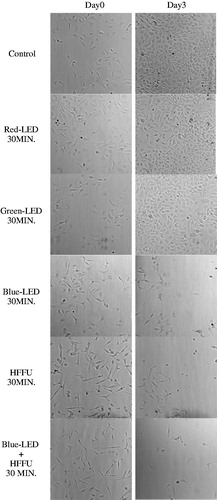 Figure 4. The brightfield images acquired using an inverted microscope. From top, image of Hela cells without any stimulus as a control group, Red-LED 30 MIN group, Green-LED 30 MIN group, Blue-LED 30 MIN group, HFFU-30 MIN group, and Blue-LED + HFFU 30 MIN group represents the HeLa cell exposed by red, green, and blue LED lights only, HFFU only, and combined blue-LED + HFFU for 30 min, respectively.