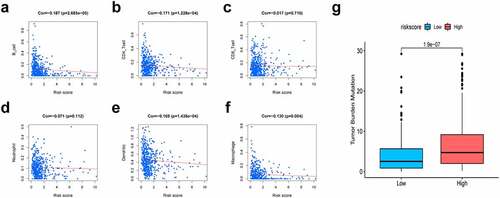Figure 7. Association of risk scores with diverse immune cells and tumor mutation burden (TMB). (a) B cells (cor = −0.187); (b) CD4 + T cells (cor = −0.171); (c) CD8 + T cells (cor = −0.017); (d) Dendritic cells (cor = −0.169); (e) Macrophages (cor = −0.130); (f) Neutrophil (cor = −0.071); (g) The TMB of LUAD cases of in the high-risk and low-risk groups. Cor means the correlation value of risk scores with each immune cells