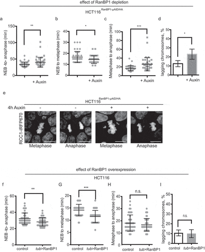 Figure 6. RanBP1 regulates mitotic progression. In all results shown in panels A-F, 1 mM Auxin was added where indicated for 4 h before recording of the cells. (a) Timing of mitotic progression (NEBD to anaphase) of HCT116RanBP1-μAID/HA cells without (t = 33.48 ± 7.31 mins, n = 40) and with Auxin (t = 40.35 ± 15.10 mins, n = 40). (b) Timing of NEBD-to-metaphase without Auxin (16.65 ± 5.08 mins, n = 40) and with Auxin (14.33 ± 3.43 mins, n = 40). (c) Timing of metaphase-to-anaphase transition without (16.83 ± 5.99 mins, n = 40) and with Auxin (26.03 ± 14.98 mins, n = 40). (d) Quantification of percentage of lagging chromosomes in anaphases without (12.50 ± 3.42%, n = 40) and with Auxin (23.0 ± 5.60%, n = 40). (e) Images of HCT116RanBP1-μAID/HA cells before and after addition of Auxin. Note chromosome misalignments during metaphase and lagging chromosomes during anaphase after depletion of RanBP1. Scale bars = 10 μm. (f) Timing of NEBD-to-anaphase progression of control (HCT116) (t = 32.27 ± 6.90 mins, n = 41) and HCT116Tub>RanBP1 cells (t = 28.24 ± 5.32 mins, n = 41). (g) Timing of NEBD-to-metaphase of control (t = 14.10 ± 2.37 mins, n = 41) and HCT116Tub>RanBP1 cells (t = 11.49 ± 2.50 mins, n = 41). (h) Timing metaphase-to-anaphase of control (t = 18.15 ± 6.71 mins, n = 41) and HCT116Tub>RanBP1 cells (t = 16.76 ± 5.20 mins, n = 41). (i) Quantification of percentage of lagging chromosomes in anaphases of control (10.75 ± 2.99%, n = 41) and HCT116Tub>RanBP1 cells (10.00 ± 4.08%, n = 41). Bars indicate mean ± SD from more than 3 independent experiments. N.s., non-significant; * p < 0.05; ** p < 0.01; *** p < 0.001 (Mann–Whitney t test).