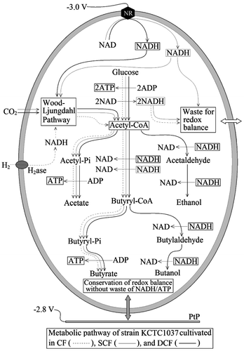 Fig. 7. Proposed metabolic pathway of C. acetobutylicum KCTC1037 cultivated in CF, SCF, and DCF in coupled to redox reaction of NADH/NAD and the regeneration of ATP.Note: H2ase (hydrogenase) catalyzes the oxidation of H2 coupled to NADH regeneration, but the NADH regenerated by oxidation of H2 might not be sufficient for the conservation of internal reducing power and environmental redox potential due to extremely low solubility. ATP is regenerated, but NADH is not consumed in the pathway from acyl-CoA to acetic acid, whereas ATP is not regenerated but NADH is consumed in the pathway from acyl-CoA to ethanol. Alcohol production might be limited under NADH-deficient conditions (CF, SCF) but possible under NADH-sufficient conditions (DCF). Butyryl-CoA is generated from two acetyl-CoA coupled to consumption of two NADH, by which butyric acid production is increased proportionally to balance NADH/NAD, which is higher in the SCF than in the CF but lower than in DCF. Alcohol production can be proportional to the conservation efficiency of ATP and butyric acid production can be proportional to NADH/NAD ratio.