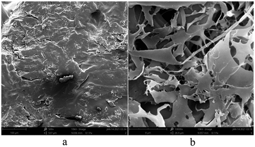 Figure 1. SEM micrographs: (a) KGM powder SEM image (× 500); (b) KGM-EGCG SEM image (× 10000).Figura 1 Micrografías SEM: (a) Imagen SEM del polvo de KGM (× 500); (b) Imagen SEM de KGM-EGCG (× 10000).