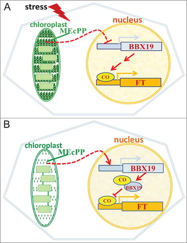 Figure 2. MEcPP levels directly or indirectly regulates flowering time by altering BBX19 transcript levels. (A) MEcPP accumulation in response to stress reduces the BBX19 transcript levels and promotes availability of CO for activation of FT. (B) Under unstressed conditions MEcPP does not accumulate hence allowing expression of BBX19 to sufficiently high levels resulting in its interaction with and depletion of CO pool required for activation of FT.