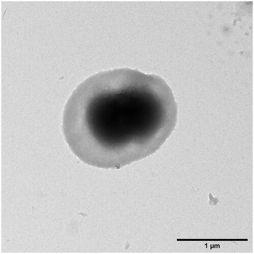 Figure 2. A solitary ACC from MnCO3 template pictured by TEM. Its longest diameter measures about 1.65 μm.