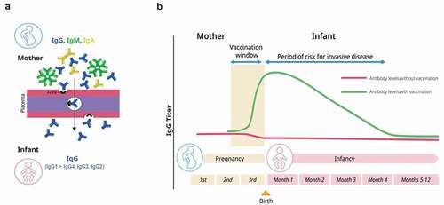 Figure 1. Schematic representation of the presence of immunoglobulins in infants due to maternal vaccination. (a) Maternal IgG is selectively transported across the placenta by the neonatal Fc receptor (FcRN). (b) Maternal vaccines augment or induce maternal antibody levels to protect the infant from infectious disease in the first few months of life.