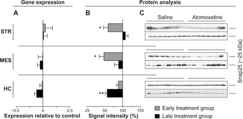 Figure 7 Atomoxetine induced changes on Snap25 messenger (m)RNA and protein levels.