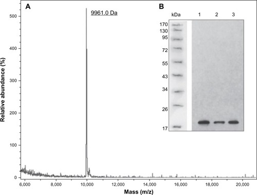 Figure 3 The molecular weight and structure validations of dimeric thymosin beta 4 (DTβ4) with matrix-assisted laser desorption/ionization time-of-flight mass spectroscopy and Western blot. (A) The actual molecular weight of purified DTβ4 detected by mass spectroscopy was 9,961.0 Da, which was consistent with its theoretical molecular weight. (B) DTβ4 was recognized by thymosin beta 4 (Tβ4) monoclonal antibody (1–3: samples of three batches).