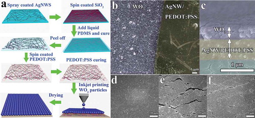 Figure 1. (a) Schematic illustration of fabrication procedure of the inkjet-printed stretchable WO3 transparent electrode. (b) SEM images of the inkjet-printed stretchable WO3 transparent electrode, showing parts of printed WO3 track. (c) The cross-section SEM images of printed WO3 PEDOT:PSS/AgNWs/PDMS electrode with about 400 nm thick WO3 layer and 530 nm thick PEDOT:PSS/AgNWs. (d-f) SEM images of the WO3 printed ST electrode at (d) 0% strain, (e) 50% strain, (f) after releasing the sample from 50% strain to the relaxed state.