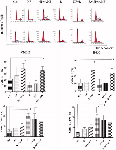 Figure 5. Cell cycle analysis of CNE-2 and NCI-H460 cells after different treatments. (A) DNA content of CNE-2 cells (upper panels) and NCI-H460 cells (lower panels) measured by flow cytometry after 24 h of treatment. (B) Bar graphs showing the percentages for cells in the S phase (upper panels) and G2/M phase (lower panels). Experiments were repeated three times. *p < 0.05.
