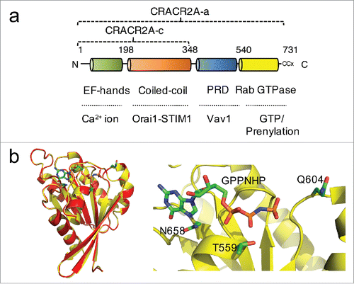 Figure 1. CRACR2A encodes a large Rab GTPase. (a) Schematic showing the predicted domain structure of human CRACR2A-a. CRACR2A-a and CRACR2A-c share EF-hand motifs, coiled-coil domains (CC1 and CC2) and leucine-rich region (LR), which interact with the Orai1-STIM1 complex to regulate Ca2+ entry. CRACR2A-a contains additional proline-rich domain (PRD) and a predicted Rab GTPase domain with a prenylation site at the C terminus. (b) Homology modeling of CRACR2A-a GTPase domain (yellow) with Rab3a (red). Sequence alignment between GTPase domain of CRACR2A-a and Rab3a gave a continuous alignment with sequence identity of 46% and similarity of 65% (Clustal Omega) (left). MODELLERCitation30 was used for homology modeling of CRACR2A-a GTPase domain to a high-resolution structure of a GPPNHP-bound Rab3a (PDB ID: 3RAB). A zoomed-in view of the GPPNHP binding site (right). GPPNHP and side-chains of residues important for GTP binding and hydrolysis, Thr559, Gln604 and Asn658 are shown in stick representation. A loop consisting of residues 561-570 was removed for clarity. Panels were generated using PyMOL (Version 1.5.0.4 Schrödinger, LLC). From Srikanth et al.Citation18 Reprinted with permission from AAAS.