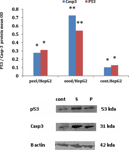 Figure 6 Evaluation of apoptotic genes using Western blot assay post HepG2cells treatment with pomegranate seed and peel extracts.