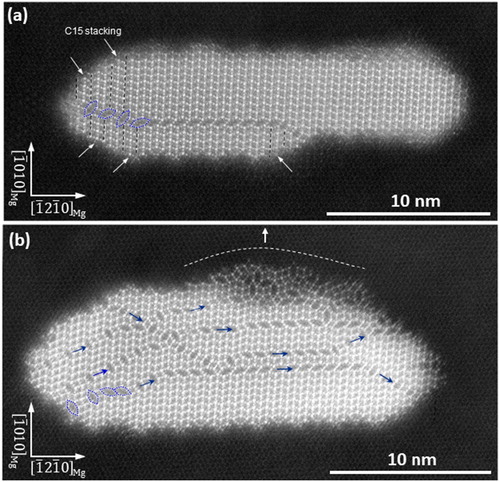Figure 8. (Color online) (a) and (b) HAADF-STEM image of β1′ precipitates embedded in Mg matrix in the peak-aged Mg–Zn alloy with electron beam parallel to [0001]Mg∥[112¯0]MgZn2. (a) C14 MgZn2 – β1′ has incorporated a Mg6Zn7 chain arrangement splitting its structure into two domains made up mainly of C14 MgZn2. (b) Domains made up of C14 and C15 MgZn2 structures are separated by chain-like arrangements of Mg6Zn7 elongated hexagons. Blue arrows indicate direction of stretching of these chains. Some Mg6Zn7 sub-unit cells are marked with blue hexagons. The white dashed line indicates the growing front.