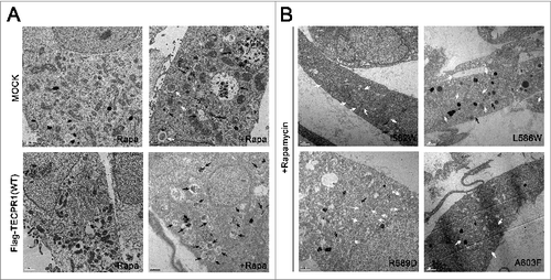 Figure 6. Electron microscopy image of TECPR1 mutant cells. (A) TEM images of control and wild-type cells in the absence or presence of 500 nM rapamycin (-Rapa or +Rapa). (B) Cells expressing I582W, L586W, R589D, and A603F mutant TECPR1 protein in presence of 500 nM rapamycin. Several autophagosomes appeared in the cytosol. Scale bars = 1 μm. Autophagosomes and autolysosomes are indicated by white and black arrows, respectively. See Figure S7 for the quantification of TEM images.