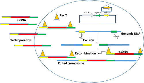 Figure 2. DNA editing by CRISPR-Cas9 in combination with single-stranded DNA (ssDNA) recombineering.ssDNA recombineering requires inducible expression of a phage-derived ssDNA-binding protein When the oligonucleotide is into the cell, the ssDNA-binding protein (Rec T or Beta) protects the oligonucleotide from degradation by host nucleases and help to form a complex between the oligonucleotide and the lagging strand template DNA. The cotransformation of a recombineering oligonucleotide and a CRISPR-target plasmid, a single-step approach, will yield recombinants when ssDNA recombineering efficiencies are optima.
