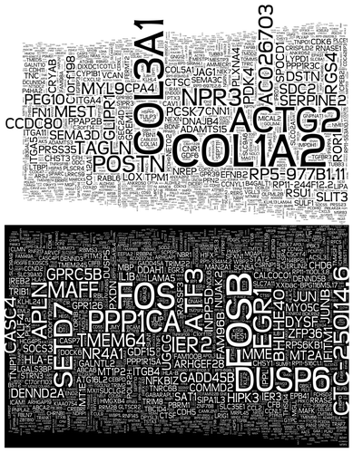 Figure 1. Wordcloud depiction of transcriptional changes exhibited by human microvascular endothelial cells depleted of Set7. According to mRNA sequencing, gene symbols in the upper panel were upregulated and gene symbols in the lower panel were downregulated compared with control samples. The size of the gene symbol indicates relative p value strength.
