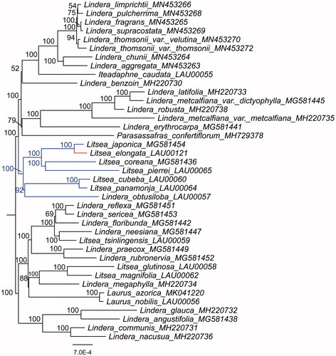 Figure 1. The maximum-likelihood phylogenetic tree constructed with plastid genomes of L. elongata and other 38 species.