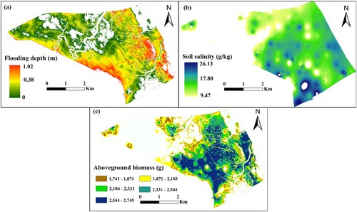 Figure 8. Spatial distribution map of the optimal habitat based on the S. alterniflora biomass for inundation depth(a); soil salinity (b) and aboveground biomass (c).