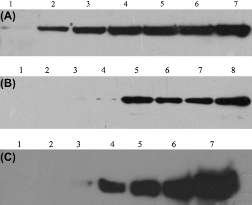 Figure 2. α-N-acetylgalactosaminidase combining with RBCs detection in the mixture of AB-RBCs enzymes and buffers. Supernate enzymes in the mixture of RBCs: enzymes and buffers were detected by western blot after centrifugation. A: Free α-N-acetylgalactosaminidase in different amount PCS added in glycine. The total volume was 500 μL&UnknownEntity1;in which, RBCs were 200 μL, PCS and glycine were 300 μl. Lane 1: PCS 0 μL, glycine 300 μL; Lane 2: PCS 10 μL, glycine 290 μL; Lane 3, PCS 20 μL, glycine 280 μL; Lane 4: PCS 30 μL, glycine 270 μL; Lane 5: PCS 40 μL, glycine 260 μL; Lane 6: PCS 50 μL, glycein 250 μL; Lane 7: no RBCs were added in the system. B: α-N-acetylgalactosaminidase binding with different blood group cells in different buffer. 1–4: α-N-acetylgalactosaminidase binding with A, B, AB, and O RBCs, respectively, in glycine buffer; 5–8. α-N-acetylgalactosaminidase binding with A, B, AB, and O RBCs, respectively, in PCS buffer; C: Free α-galactosidase in different amount PCS added in glycine. The total volume was 500 μL, in which, RBC was 200 μL, PCS and glycine were 300 μL. Lane 1:PCS 0 μL, glycine 300 μL; Lane 2: PCS 10 μL, glycine 290 μL; Lane 3,pcs 20 μL, glycine 280 μL; Lane 4: PCS 30 μL, glycine 270 μL; Lane 5: PCS 40 μL, glycine 260 μL; Lane 6:PCS 50 μL, glycein 250 μL; Lane 7: no RBCs were added in the system.