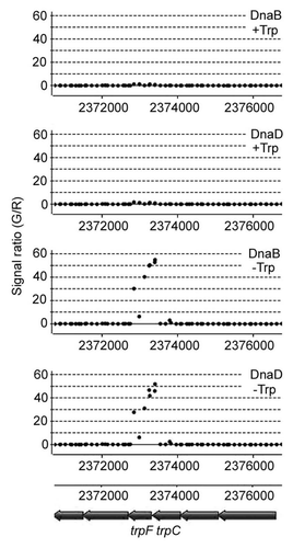 Figure 2 Association of the replication restart proteins with the trp locus in B. subtilis strain 168, grown in the presence and absence of tryptophan. Samples from cultures grown in the presence or absence of tryptophan (40 mg/mL) in rich media were analysed by ChIP-chip, as described by Merrikh et al.Citation6 Strong association of DnaD and DnaB with the trp locus was detected only when cells were grown in the absence of tryptophan, indicating that the transcriptional activation of the trp locus results in replication-transcription conflicts that lead to the intervention of the replication restart machinery.