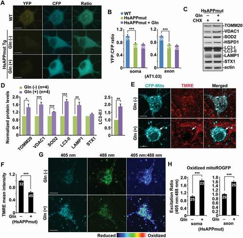 Figure 5. Bioenergetic deficiency coupled with impaired mitochondrial turnover in AD neurons. (a-b) Representative images (a) and quantitative analysis (b) showing that OXPHOS stimulation failed to elevate energy metabolism in cultured cortical neurons derived from mutant HsAPP Tg mouse brains. Note no increase in cellular ATP levels in mutant HsAPP neurons following glutamine incubation. The YFP:CFP emission ratios in the soma and the axon of mutant HsAPP neurons grown in media with and without glutamine were normalized to those in the neurons from WT littermate controls, respectively. (c-d) Defective mitochondrial turnover in AD neurons upon stimulating OXPHOS activity. Note increased levels of LC3-II and LAMP1 along with TOMM20, VDAC1, and SOD2 in mutant HsAPP neurons treated with glutamine as compared to those of control mutant HsAPP neurons in the absence of glutamine. Data were quantified from four independent experiments. (e-f) Augmentation of Δψm depolarization in AD neurons under glutamine oxidation. Note that the mean intensity of TMRE fluorescence was decreased in the soma of mutant HsAPP neurons in the presence of glutamine relative to that of control neurons under the glycolytic condition. (g-h) OXPHOS stimulation exacerbated the accumulation of oxidized mitochondria in AD neurons. Mean fluorescence intensity ratios evoked by the two excitation wavelengths (405 nm or 488 nm) at individual mitochondria in the soma and the axons of AD neurons incubated with glutamine were quantified and normalized to those of control AD neurons grown in media without glutamine, respectively (g). Data were quantified from a total number of neurons (n) indicated on the top of bars (b, f, and g) from at least four independent repeats. Scale bars: 10 μm. Error bars: SEM. Student’s t test: *p < 0.05; **p < 0.01; ***p < 0.001