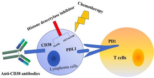 Figure 1 Possible T-cell lymphoma treatments.