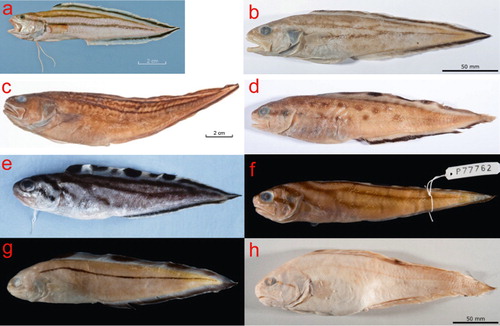 Figure 5. Sirembo spp: (a) Si. amaculata, CSIRO CA 3025, SL 178 mm (fresh, Alastair Graham photo); (b) Si. amaculata, CSIRO H 6571-07, SL 215 mm (preserved for six years, Alastair Graham photo); (c) Si. amaculata, USNM 224567, holotype, SL 295 mm (preserved for 35 years, Sandra Raredon photo); (d) Si. imberbis, NSMT P 75979, SL 202 mm (preserved for 20 years; shown mirror-inverted for comparative reasons); (e) Si. jerdoni, ZMUC P77745, SL 124 mm (fresh, Thomas Gloerfelt-Tarp photo); (f) Si. jerdoni, ZMUC P77762, SL 132 mm (preserved for 30 years); (g) Si. metachroma, QM I. 33201, SL 169 (preserved for 12 years); (h) Si. wami, WAM P. 22339.001, holotype, SL 252 mm (preserved for 40 years).