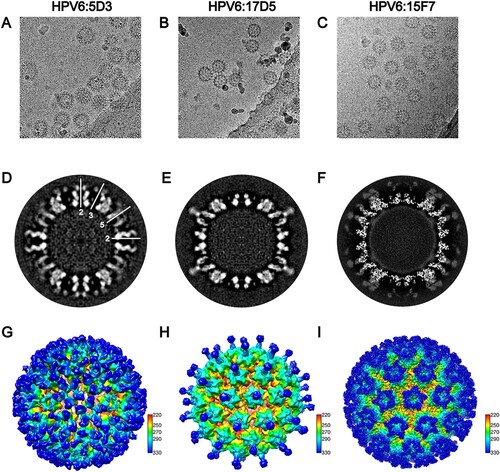 Figure 4. Cryo-EM reconstruction of the HPV6-Fab complexes. Representative cryo-EM images of the HPV6 PsV complexed with 5D3 (A), 17D5 (B), and 15F7 (C). (D, E, F) Central slice of the PsV-Fab density maps shown along icosahedral 2-fold, 3-fold, and 5-fold axes, respectively (white lines). (G, H, I) Density maps of complexes coloured according to the distance from the centre of the capsid.