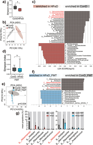 Figure 6. Excessive dietary iron significantly depletes Akkermansiaceae. (a) Alpha diversity (Simpson index) boxplot of mice in ConD (n = 6) and HFeD (n = 5) groups. (b) PCA comparing mouse microbial compositions in fecal samples between ConD and HFeD groups. (c) LDA score computed from features with differential abundance between ConD and HFeD groups; the criterion for feature selection was log LDA score > 3.5. (d) Alpha diversity (Simpson index) boxplot of mice in ConD-FMT (n = 11) and HFeD-FMT (n = 12) groups. (e) PCA comparing mouse microbial compositions in fecal samples between ConD-FMT and HFeD-FMT groups. (f) LDA score computed from features with differential abundance between ConD-FMT and HFeD-FMT groups; the criterion for feature selection was log LDA score > 3.5. (g) Statistical chart of the proportion of differentiated genus in ConD and HFeD groups or ConD-FMT and HFeD-FMT groups. Data are expressed as the mean ± SD. Statistical significance was determined by permutation multivariate analysis of variance (b,e) and unpaired Student’s t-test. *p < .05.