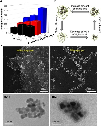 Figure 2 (A, B) Effects of pH level and amount of alginate on particle size of the synthesized Fe3O4@Alg nanoparticles. (C) Scanning electron micrographs of Fe3O4 samples with and without the presence of alginate. (D) Transmission electron micrographs of Fe3O4 (D1) and Fe3O4@Alg (D2) nanoparticle samples.Abbreviations: Fe3O4, iron oxide; Alg, alginate.
