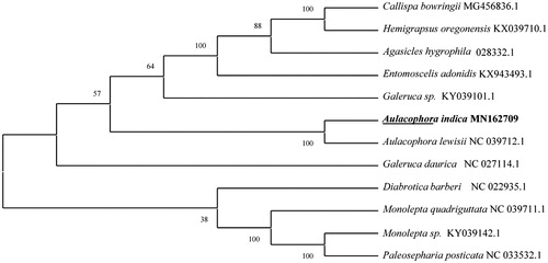 Figure 1. The maximum likelihood phylogenetic tree of and 11 other Chrysomeloidea beetles based on mitogenome DNA sequences. GeneBank accession numbers of each species are listed in the tree.