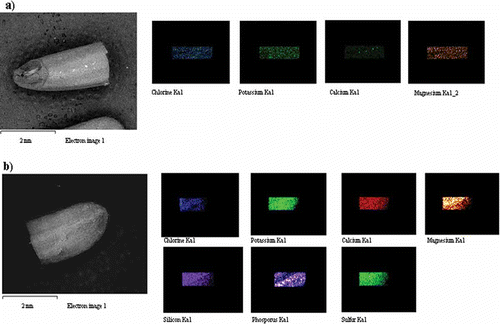 Figure 2 EDX mapping for one whole kernel of GBR which has been cut into two equal halves showing elements detected therein: (a) upper half of GBR; (b) lower half of GBR. (Color figure available online.)