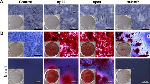 Figure 8 Effects of HAPs on ALP activity and extracellular calcium deposition of hWJ-MSCs. (A) ALP activity of hWJ-MSCs cultured with HAPs for 7 days. (B) The extracellular calcium deposition was visualized by Alizarin Red S staining after cells were cultured with HAPs for 14 days (middle panel). Cells without HAPs treatment were set as the control group (bottom panel).Abbreviations: HAPs, hydroxyapatite particles; ALP, alkaline phosphatase; hWJ-MSCs, human umbilical cord Wharton’s jelly-derived mesenchymal stem cells; np20, hydroxyapatite nanoparticles 20 nm in diameter; np80, hydroxyapatite nanoparticles 80 nm in diameter; m-HAP, micro-sized HAP particles; HAP, hydroxyapatite.