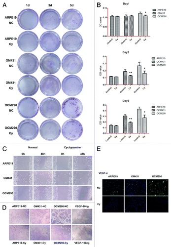 Figure 7. Effects of cyclopamine on uveal melanoma cell migration and VEGF-α secretion. (A) Representative images of transwell assays for ARPE19, OM431, and OCM290 cells, cultured with cyclopamine (20 μmol/L) or 0.2% DMSO. Cells transferred to the lower well were stained with crystal violet for 30 min before being photographed on days 1, 3, and 5. (B) The dye remaining in the cells was dissolved in 33% glacial acetic acid and migrating cells were quantified by detecting the differences in absorbance of crystal violet dilutions. The data were presented as the mean ± SD of three independent experiments. (C) Wound-healing assays were performed using ARPE19, OM431, and OCM290 cells pretreated with cyclopamine (20 μmol/L; 72 h). Cells cultured with 0.2% DMSO were used as negative control. Typical images were captured at the time wounding and 48 h later. Experiments were repeated three times (*P < 0.05; **P < 0.01). (D) Supernatants of ARPE19, OM431, and OCM290 cells treated with cyclopamine (20 μmol/L; 72 h) were used to induce tube formation in HUVECs. VEGF (10 and 100 ng/mL) served as a positive control. The tube-formation abilities of OM431 and OCM290 cells were significantly reduced by exposure to cyclopamine. Photographs were taken after 8 h under an inverted light microscope at 200× magnification. Experiments were repeated three times. (E) Expression of VEGF-α protein was reduced following treatment with cyclopamine (20 μmol/L; 72 h), detected by immunocytochemistry. Experiments were repeated three times.