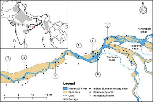 Figure 1. Map showing the global distribution (light grey) of Indian Skimmer (from BirdLife International Citation2017) and the breeding sites along the Mahanadi River in Odisha, eastern India. ID number of the nesting sites refers to Table 1.